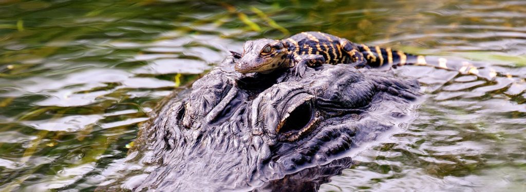 Alligator Gainsville 1024x374
