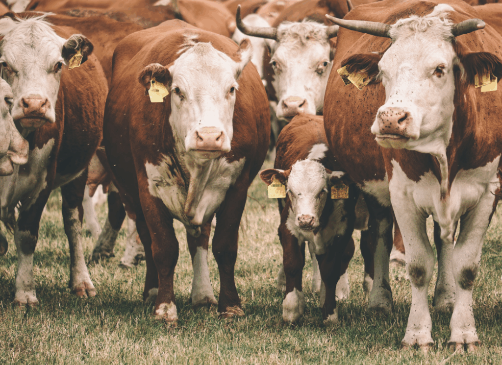 Trump removes tariffs on beef coffee and produce affecting food manufacturers and supply chain costs