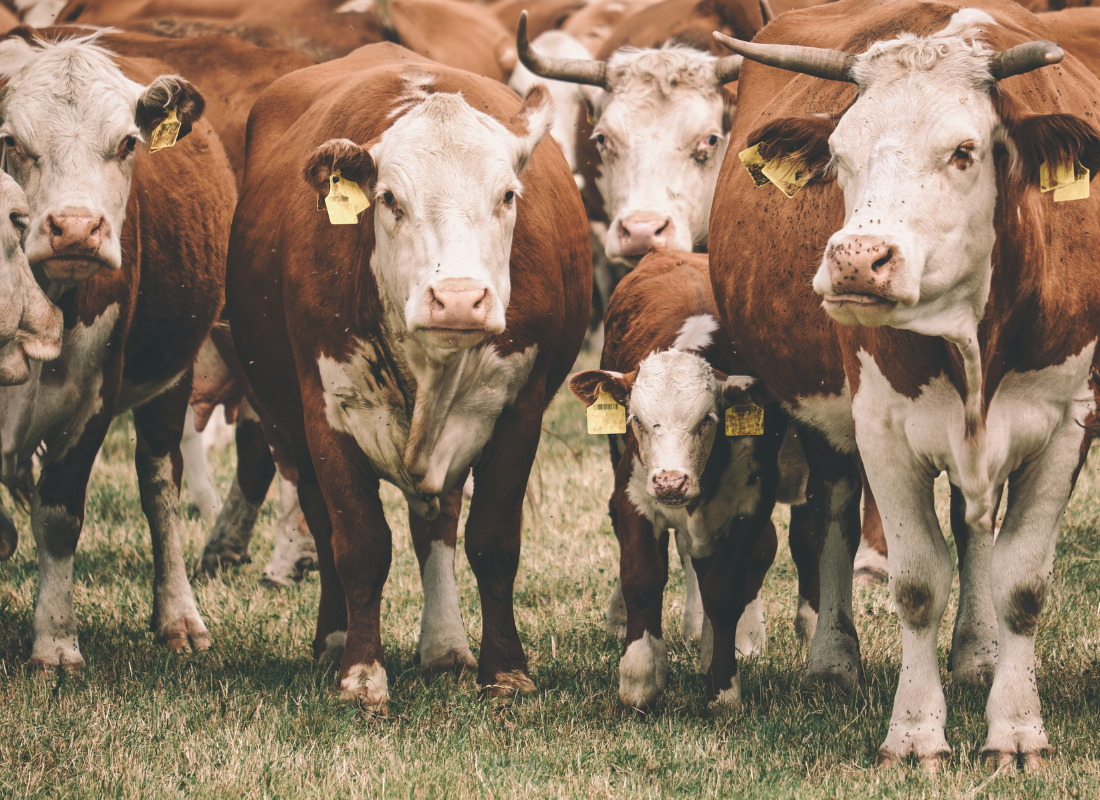 Trump Administration Removes Tariffs on Food Commodities Amid Price Concerns