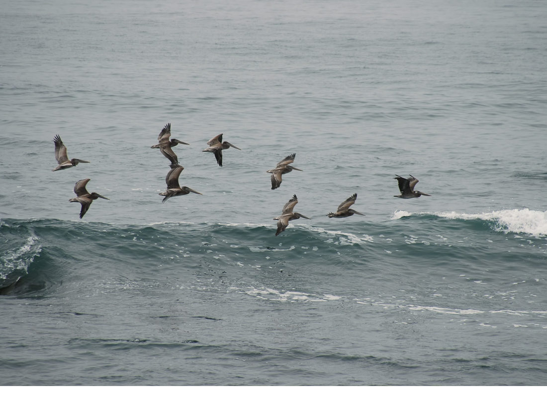Fly in Formation, Not in Lockstep 